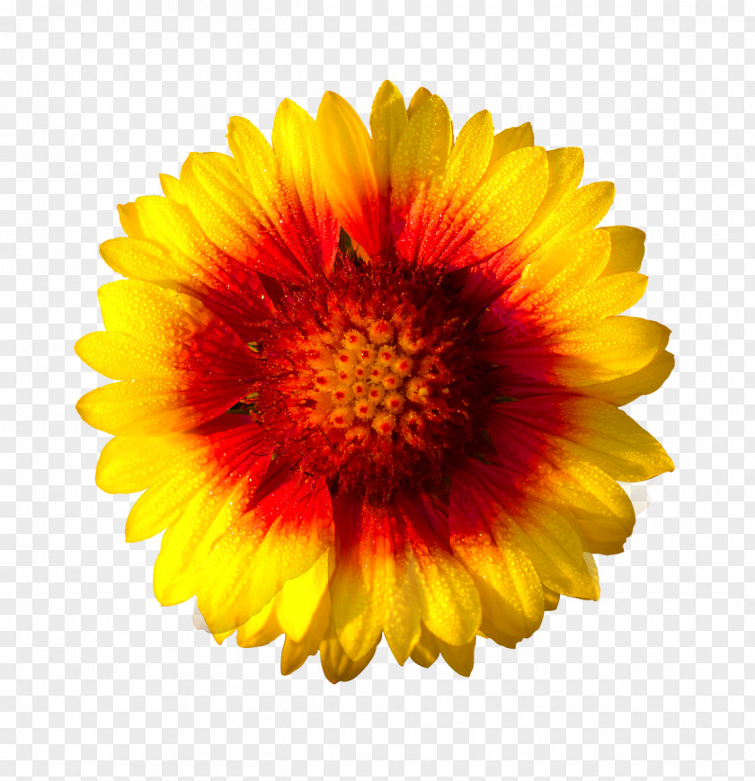 Flower Clip Art Stock Photography Common Sunflower Daisy Family PNG