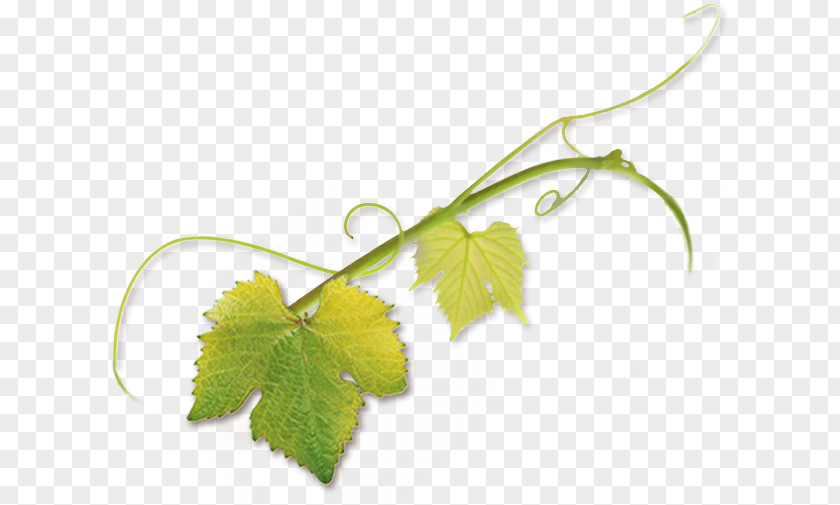 Grape Leaves Leaf Pinot Noir Tendril Vine PNG