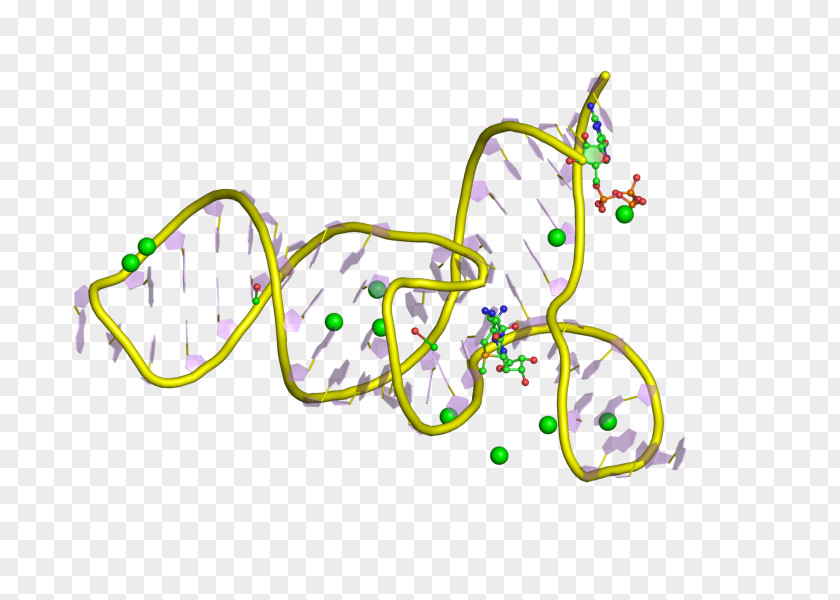 Messenger RNA Riboswitch Polyadenylation Regulatory Sequence PNG
