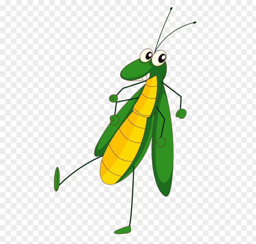 Mosquito Insect Cartoon Drawing Clip Art PNG