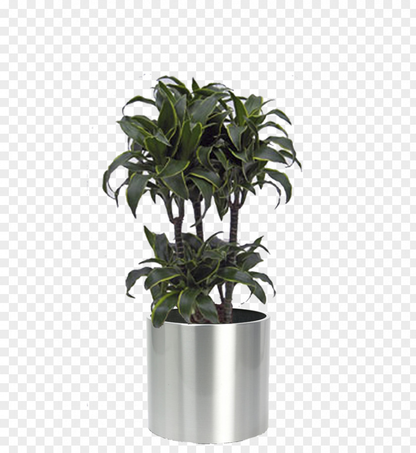 Plant Flowerpot Houseplant Biano.nl Arecaceae PNG