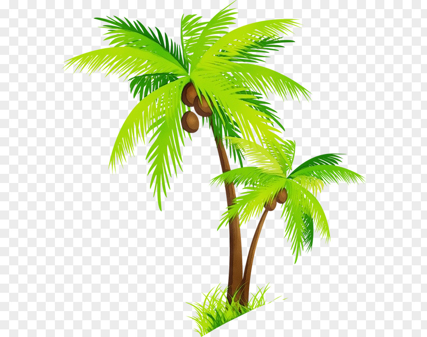Sabal Palmetto Flower Coconut Tree Drawing PNG