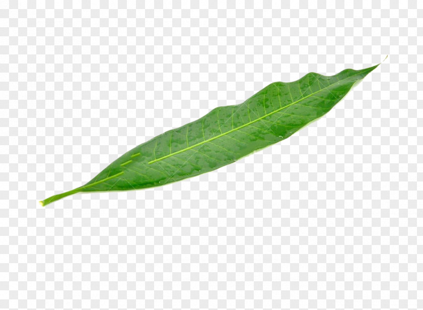 A Mango Leaf Green Mangifera Indica PNG