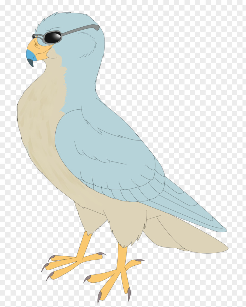 Bird Beak Seabird Shorebirds PNG