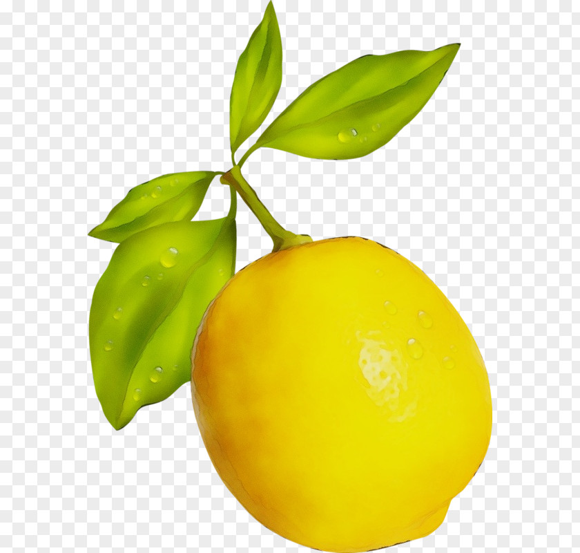 Citrus Lemon Yellow Plant Fruit Leaf Food PNG