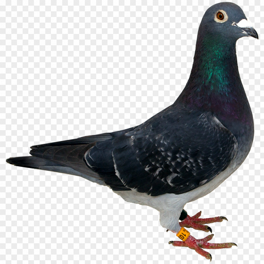 Pigeon Transparent Images Columbidae Spy Clip Art PNG
