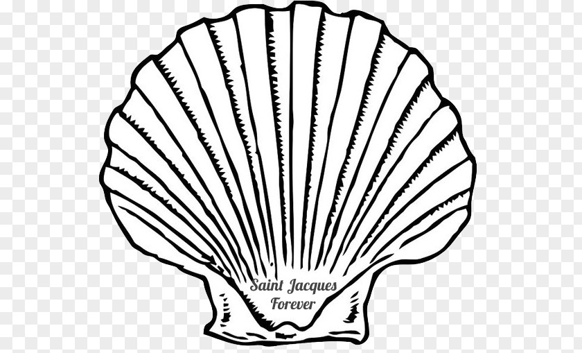 Seashell Clip Art Mussel Image PNG