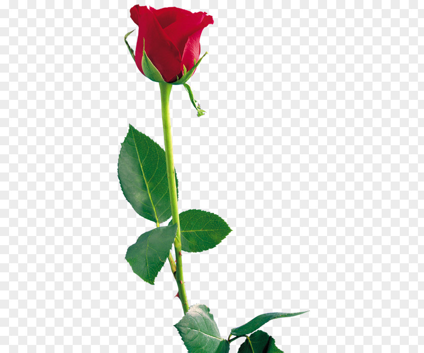 Zi Rose Clip Art PNG