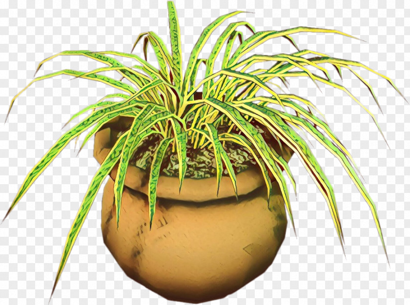 Coconut Flowerpot Palm Trees Houseplant Grasses PNG