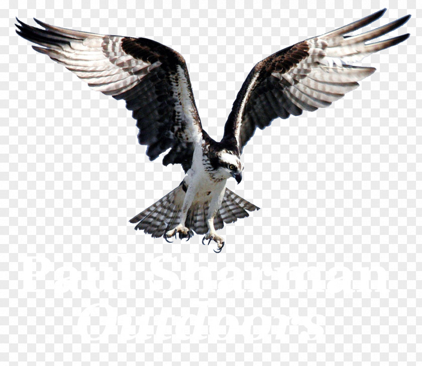Diving Osprey Bird Of Prey Bald Eagle Clip Art PNG