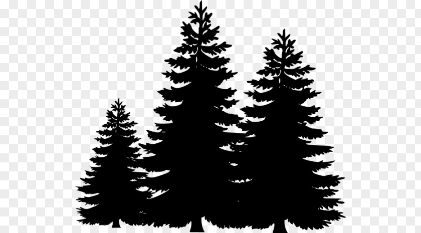 Cypres Pine Tree Fir Clip Art PNG