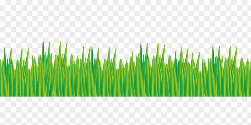 Grass Border Meadow Lawn Green Pasture PNG