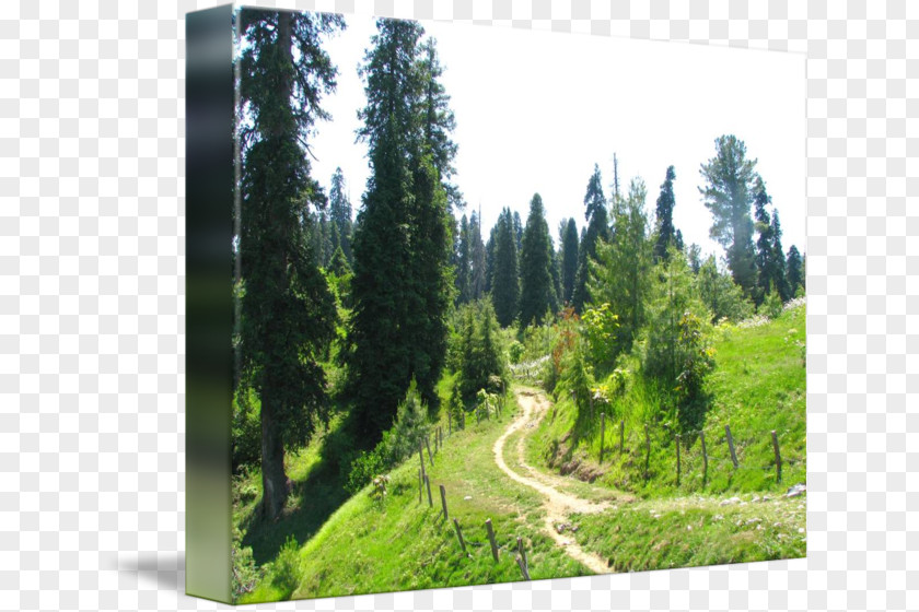 Hiking Trail Conifers Abbottabad Temperate Coniferous Forest Spruce-fir Forests PNG