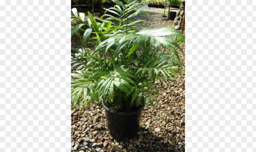 Tree Flowerpot Evergreen Houseplant Shrub PNG