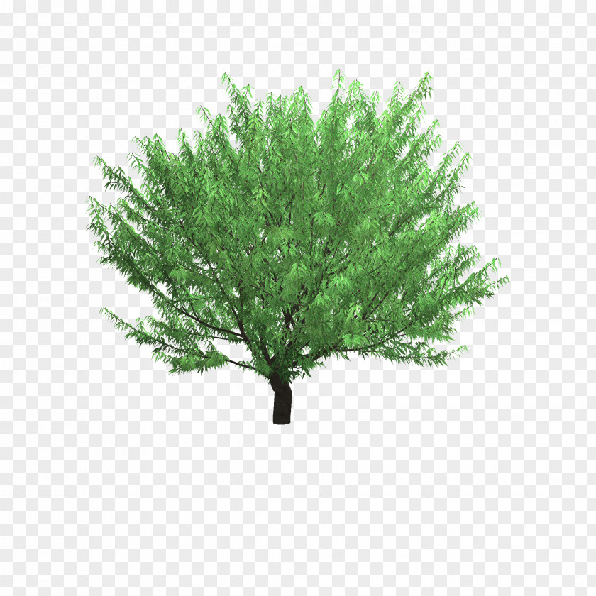 Tree Zelkova Serrata Vase Plant PNG