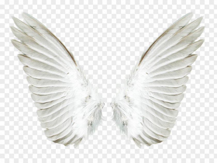 Wings Aile Angel PNG