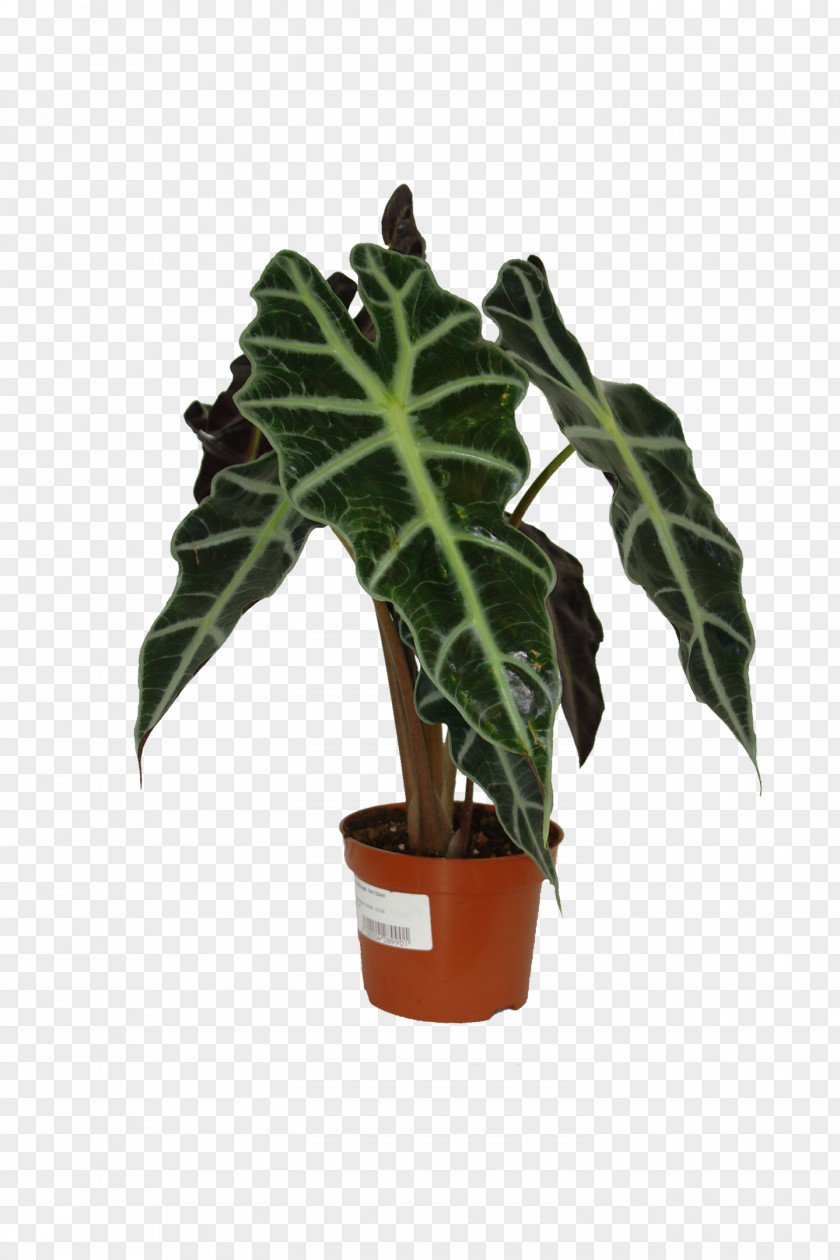 Alocasia Icon Flowerpot Leaf Houseplant PNG