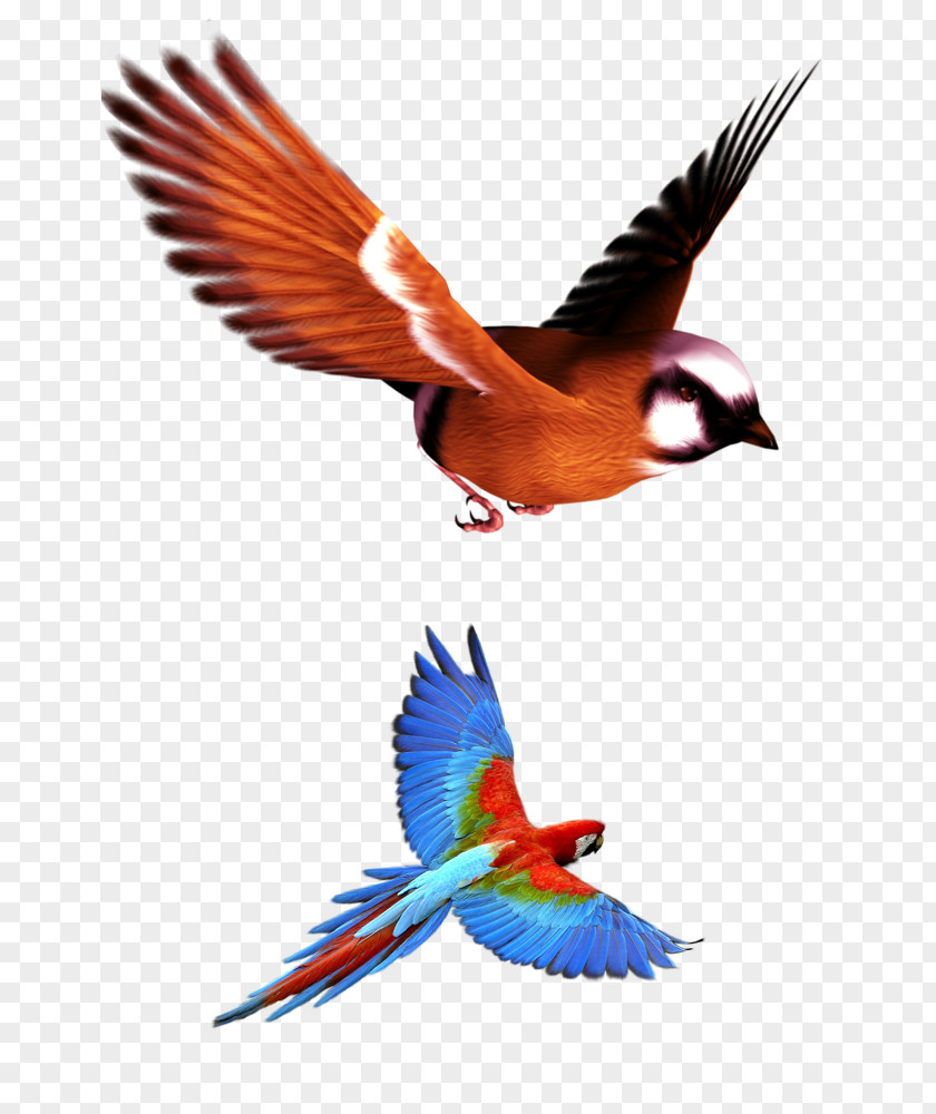 Parrot Sparrow Clip Art PNG