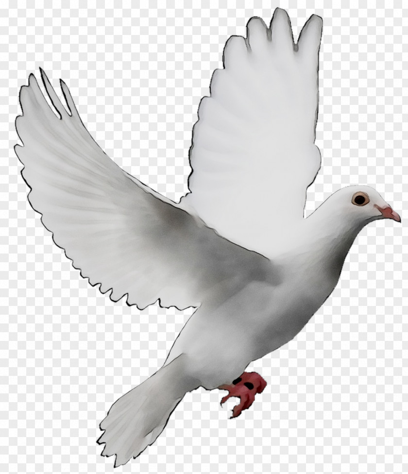 Pigeons And Doves As Symbols Release Dove Peace Image PNG