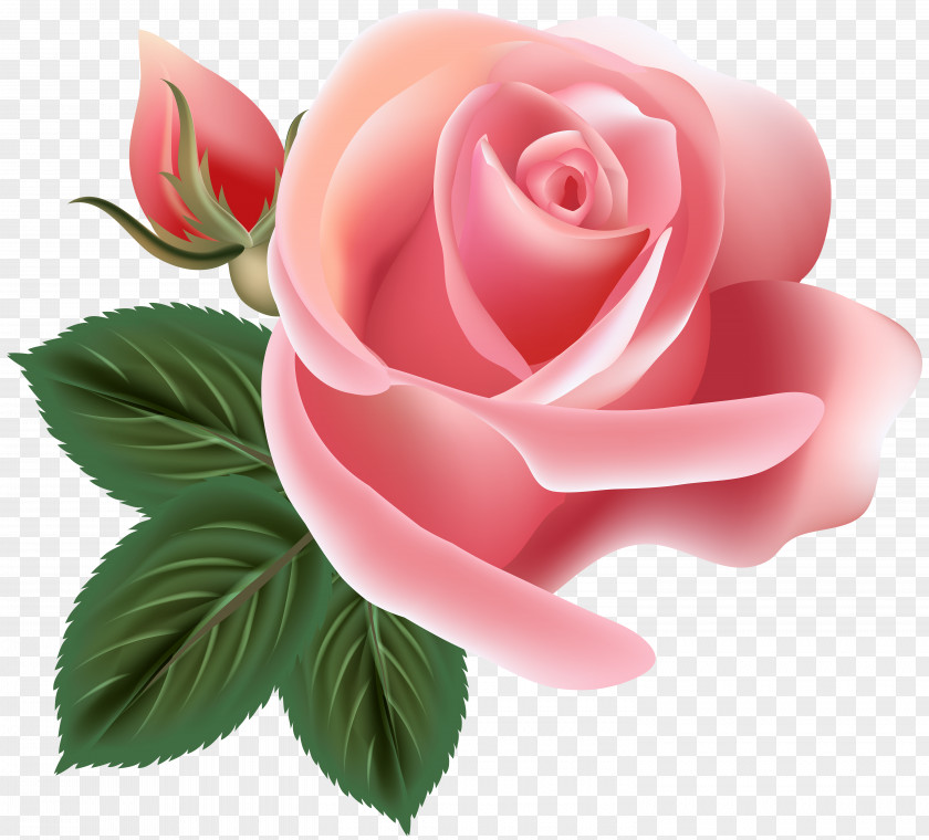 Pink Rose Clip Art Image Garden Roses Centifolia Rosa Chinensis Floribunda Floral Design PNG