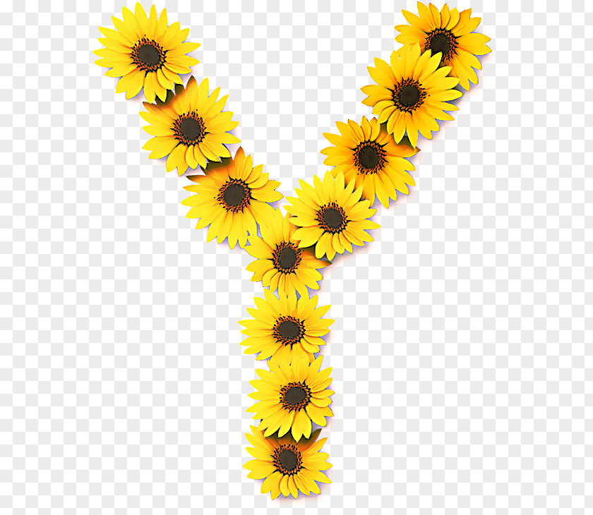 Daisy Family Sunflower PNG