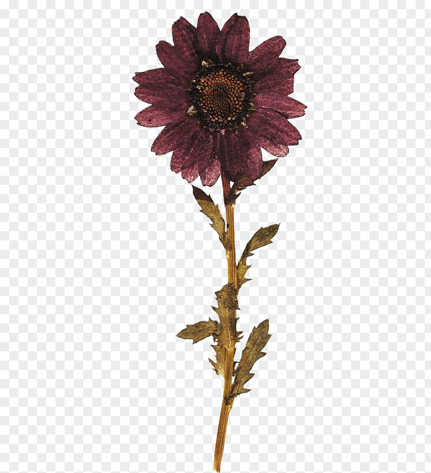 Dried Flower Chrysanthemum Cut Flowers Transvaal Daisy Plant Stem PNG