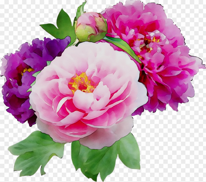 Clip Art Peony Flower Image PNG