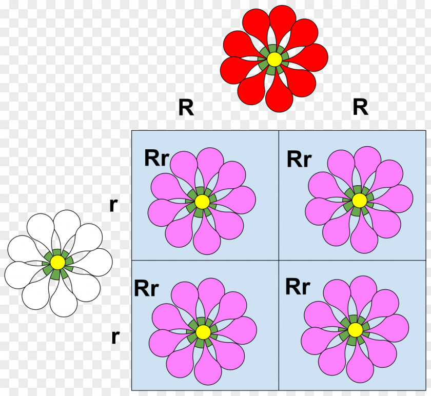 Domineering Codominance Allele Phenotype Mendelian Inheritance PNG