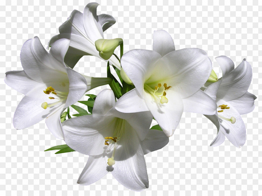 Flower Fleurs Des Jardins Lilium Davidii Madonna Lily Tiger Cut Flowers PNG
