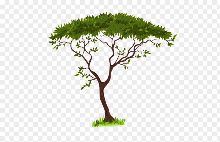 Green Tree Savanna Silhouette Clip Art PNG