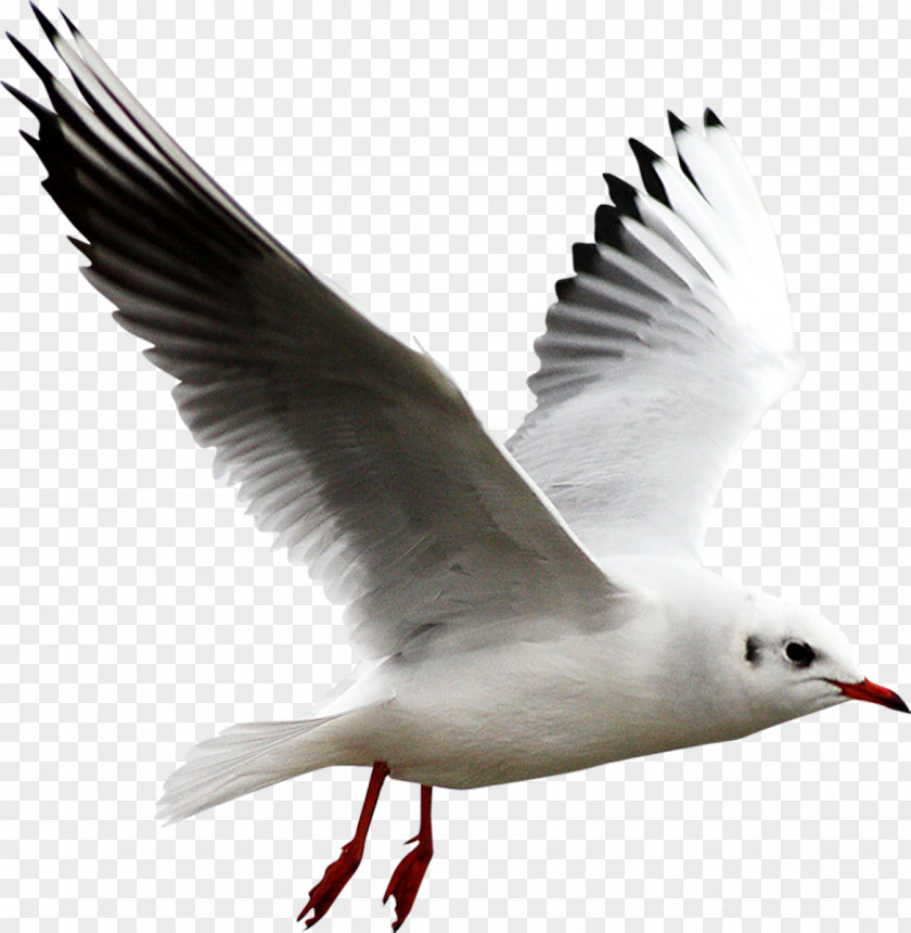 Gull Gulls European Herring Clip Art PNG