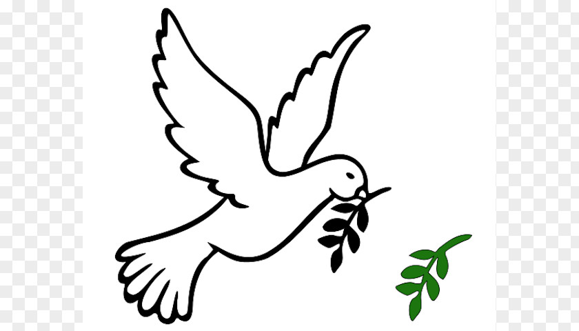 Olive Bird Cliparts Columbidae Branch Peace Symbols PNG