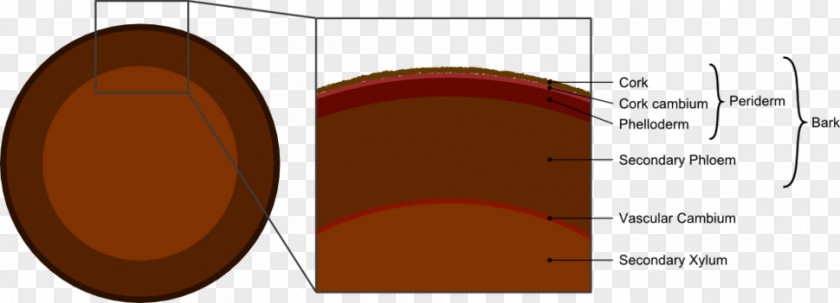 Woody Stem Cross Section Pericycle Bark Cork Cambium Vascular Quercus Suber PNG