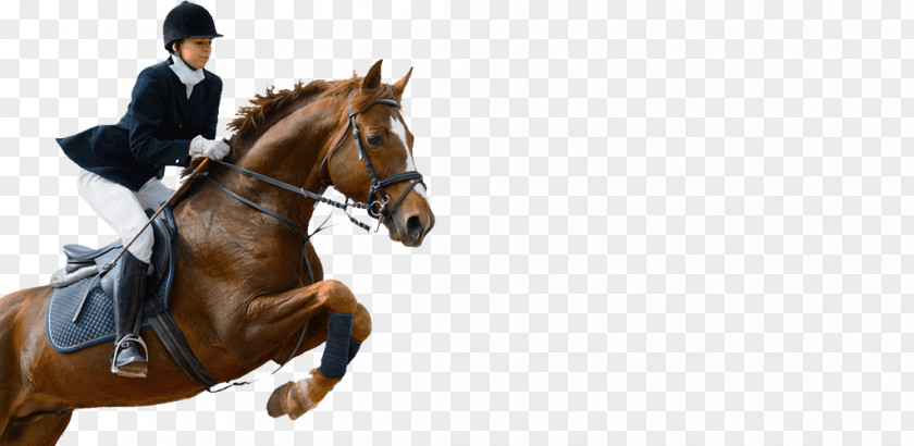 Horse Equestrian Show Jumping Image Dressage PNG