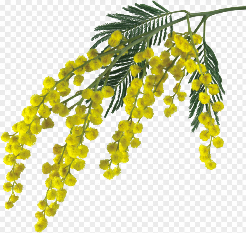 Olives Mimosa Salad Sensitive Plant Flower Drawing Clip Art PNG