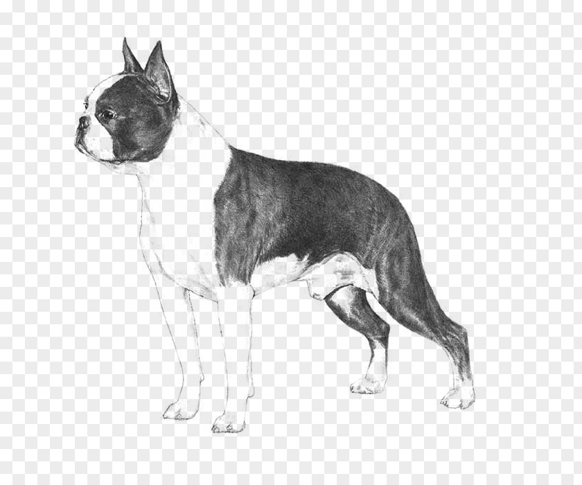 Puppy Boston Terrier Beagle Bulldog Standard Schnauzer PNG