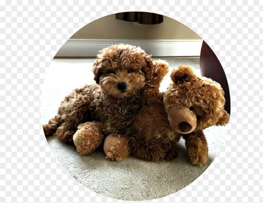 Puppy Miniature Poodle Toy Goldendoodle Cockapoo PNG