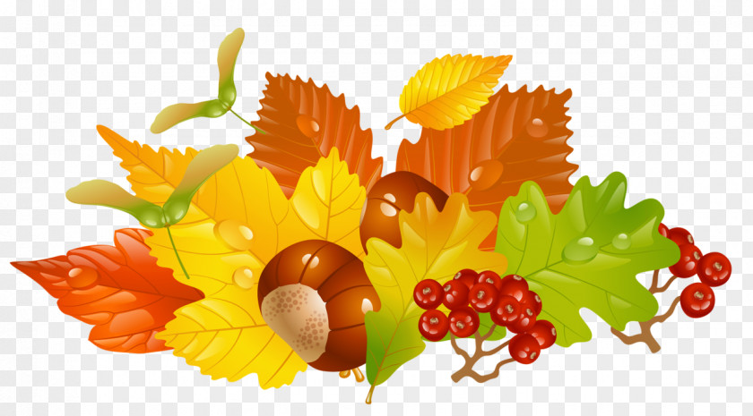 Transparent Fall Leaves And Chestnuts Picture Autumn Leaf Color Clip Art PNG