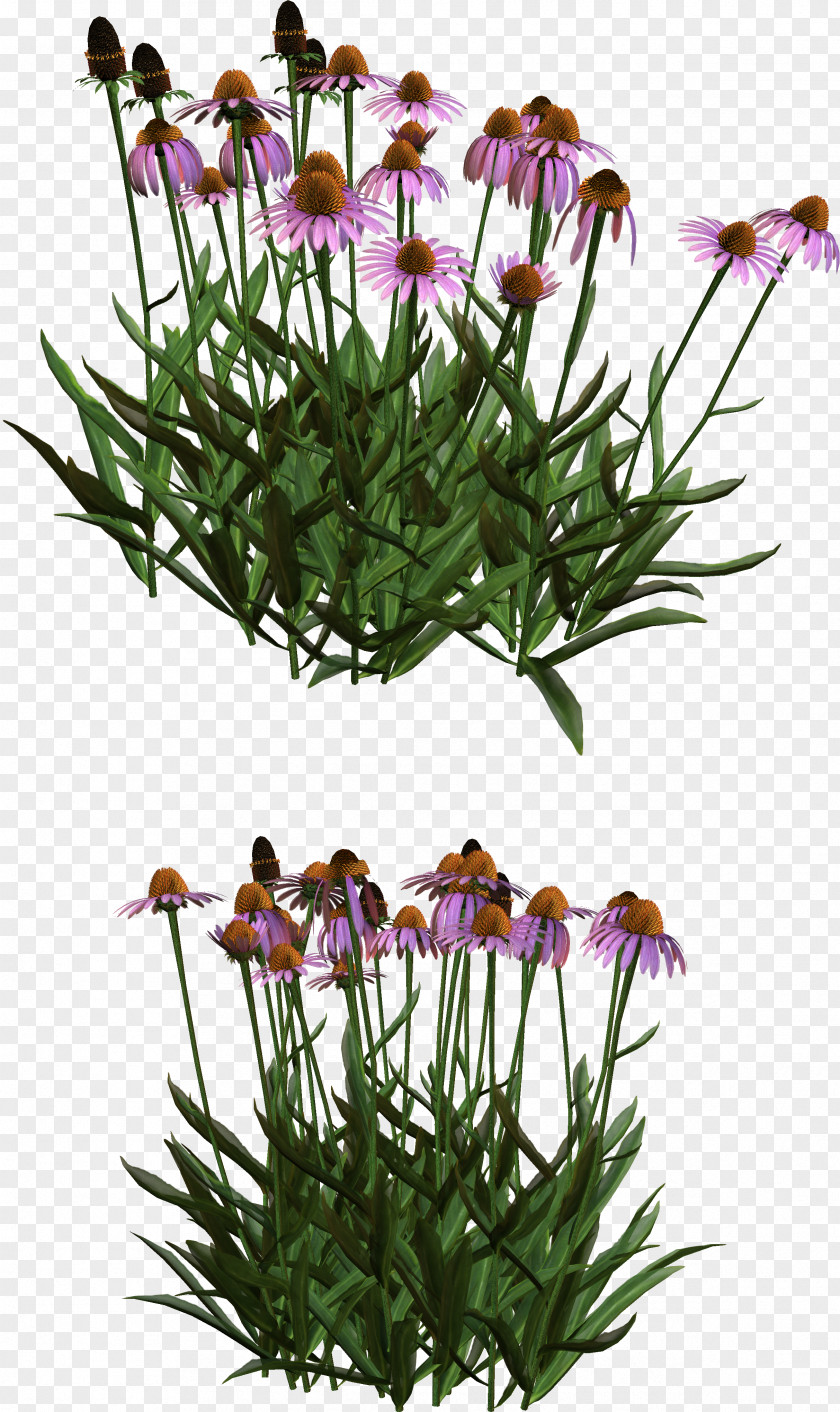 Cut Flowers Flowerpot Plant Stem Flowering PNG