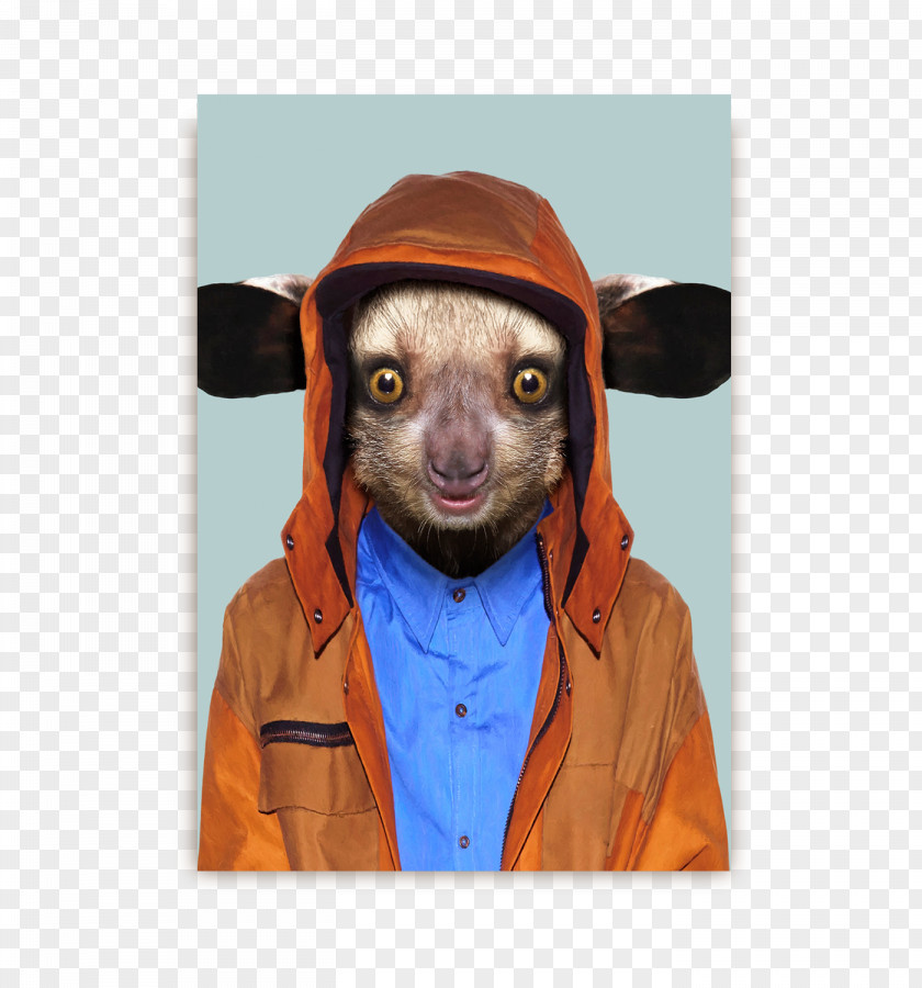 Dog Aye-aye Lemur Zoo Portraits Animal PNG