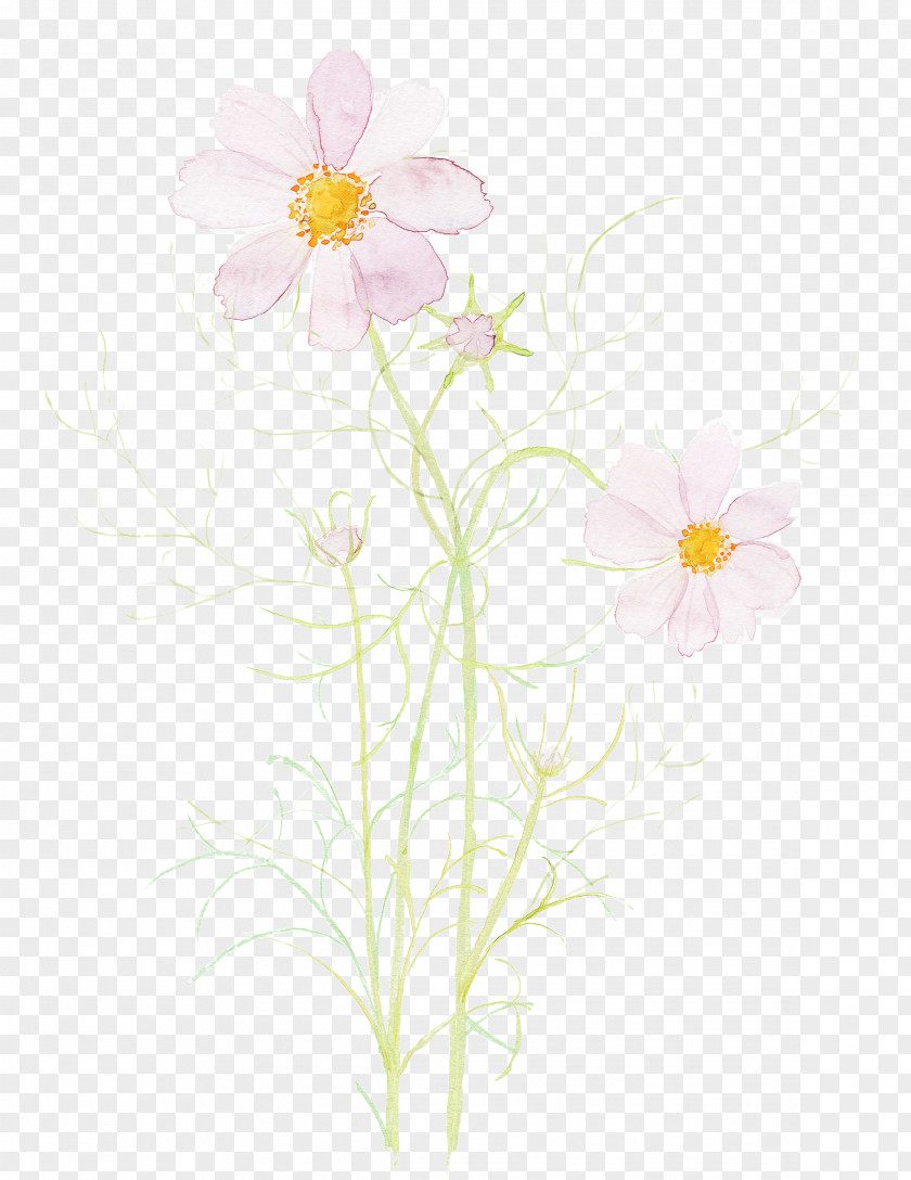 Flower Petal Plant Wildflower Japanese Anemone PNG