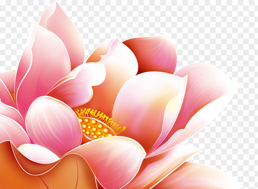 Lotus Nelumbo Nucifera Mid-Autumn Festival Desktop Wallpaper Download PNG