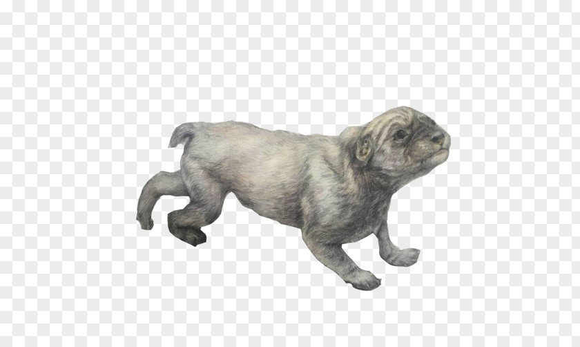 Puppy Pencil Sketch Material Picture Pug Dog Breed Non-Sporting Group Drawing PNG