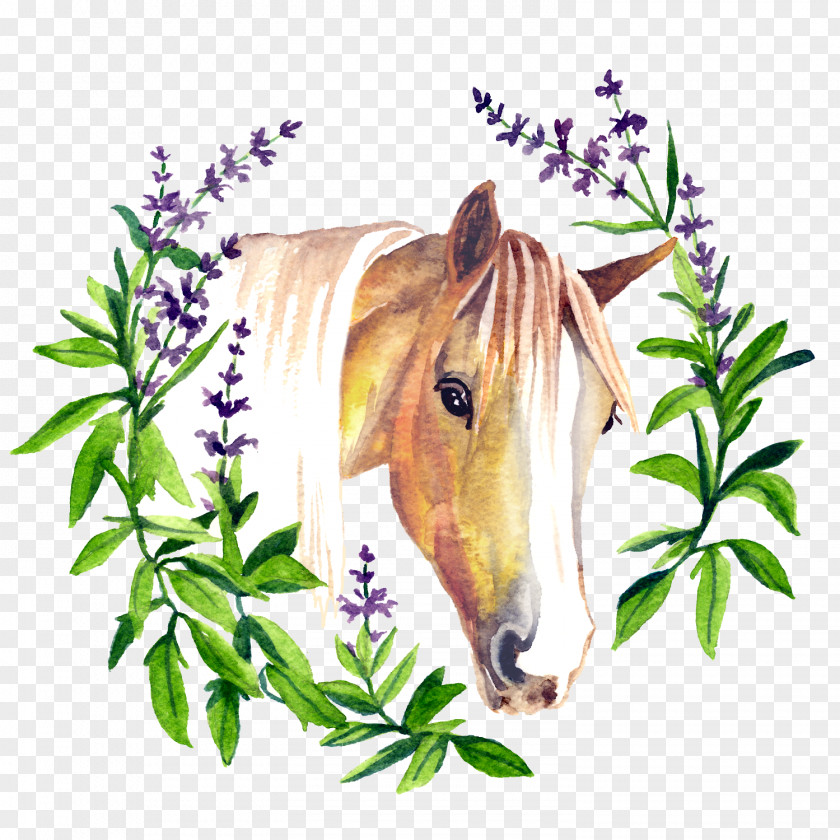 Salvia Flower Pony Mustang American Quarter Horse Equine Polysaccharide Storage Myopathy Mane PNG