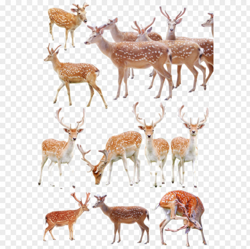 A Group Of Deer Formosan Sika Poster PNG