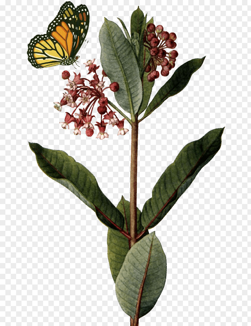 Beautiful Plant Common Milkweed Butterfly Weed Botanical Illustration Botany PNG