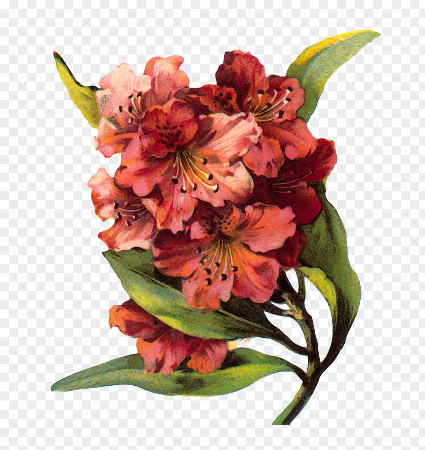 Design Floral Ornament Flower Drawing PNG