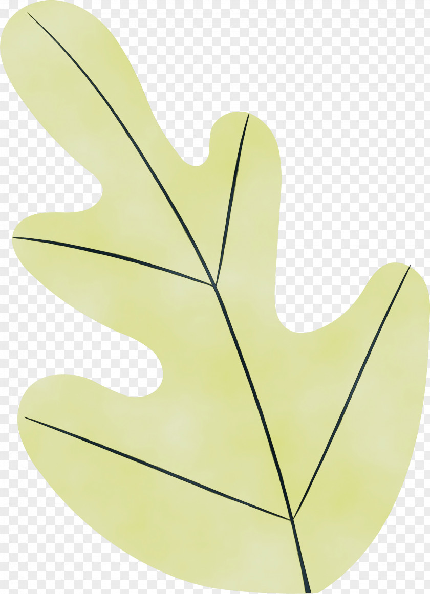 Leaf M-tree Tree Plant Structure Science PNG