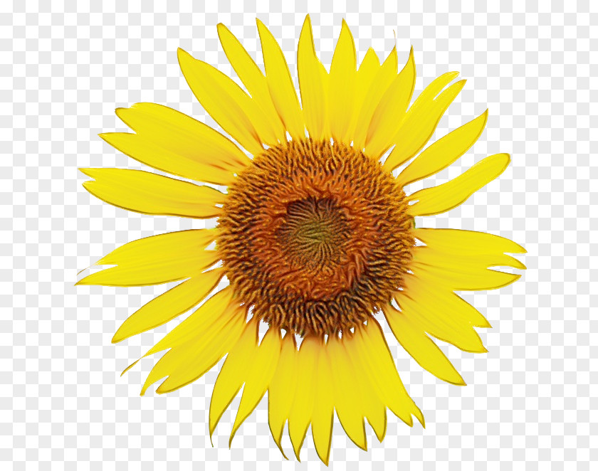 Sunflower Seed Asterales PNG