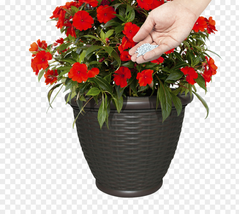 Container Gardening Flowerpot Elatior Begonia Garden Plants PNG